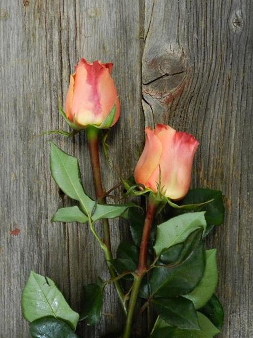 CARPE DIEM PEACH ROSES